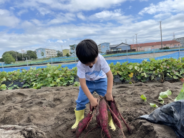 さつまいもを掘る少年の様子